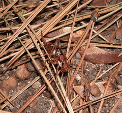 Phymonotus jacintotopos