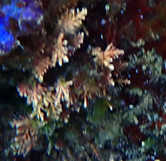 Arthrocardia flabellata