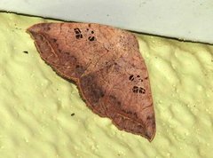 Blasticorhinus rivulosa