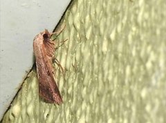 Blasticorhinus rivulosa