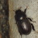 Escarabajos del Humus - Photo (c) John P Friel, algunos derechos reservados (CC BY), subido por John P Friel