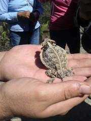 Phrynosoma taurus