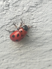 Gonioctena fornicata