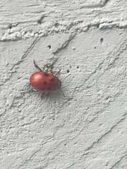 Gonioctena fornicata