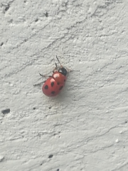 Gonioctena fornicata