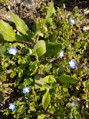 Veronica persica