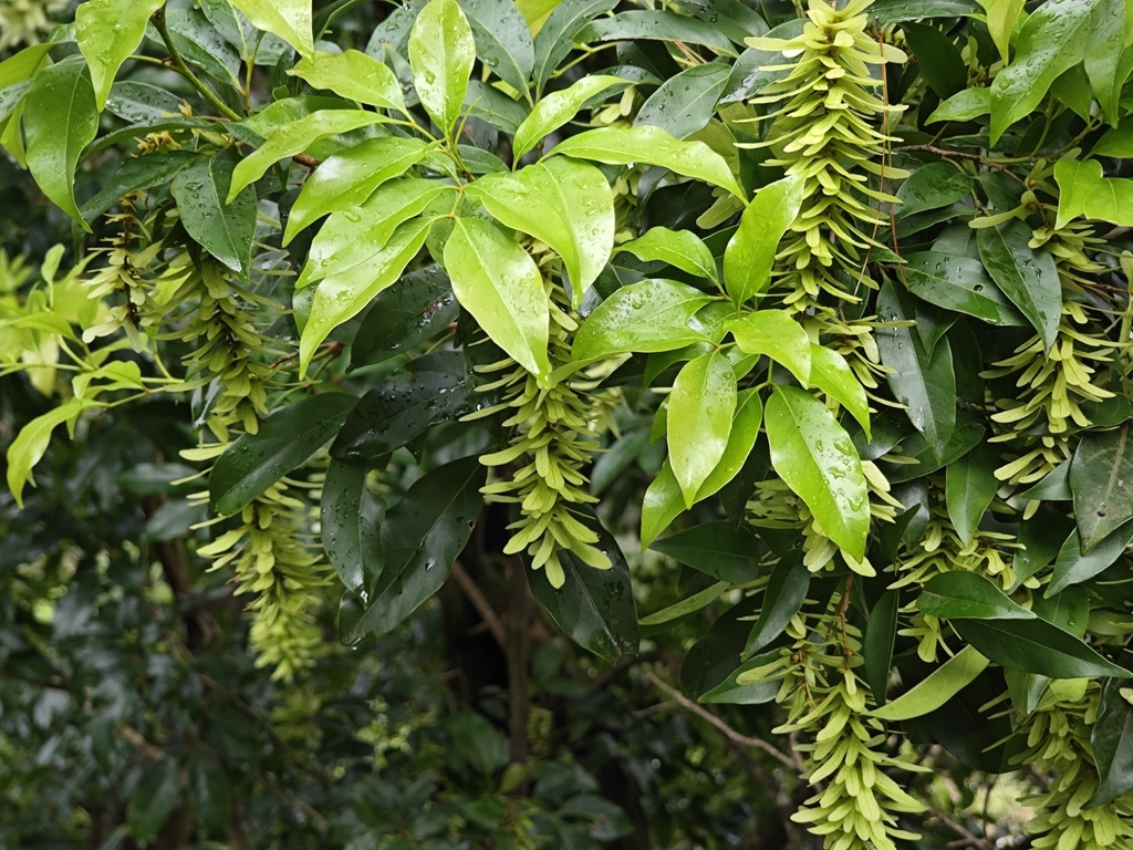 Engelhardtia roxburghiana (Engelhardtia roxburghiana)