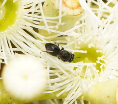 Hylaeus philoleucus