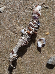 Diopatra dentata