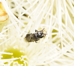 Hylaeus philoleucus
