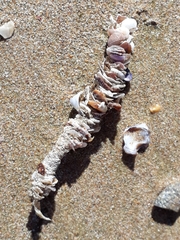 Diopatra dentata