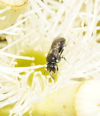 Hylaeus philoleucus