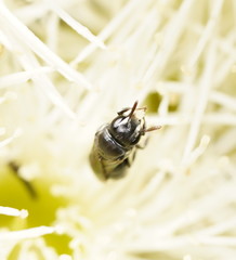Hylaeus philoleucus