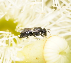Hylaeus philoleucus