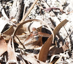 Ligyra punctipennis