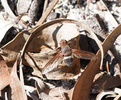 Ligyra punctipennis