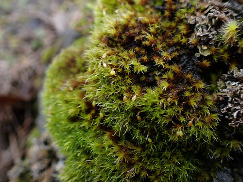 Grimmia leibergii