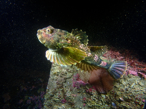 Buffalo Sculpin