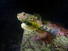 Buffalo Sculpin - Photo (c) Matt Wilson, some rights reserved (CC BY-NC), uploaded by Matt Wilson