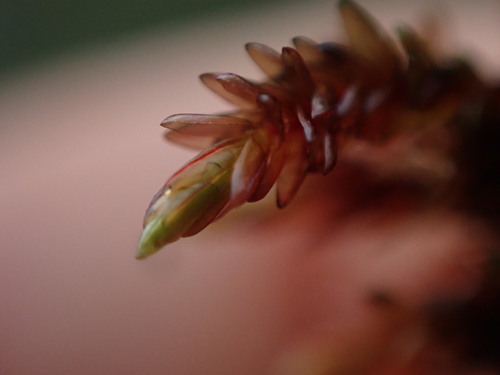 Image of Imbribryum miniatum by no rights reserved