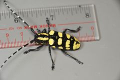 Anoplophora horsfieldii