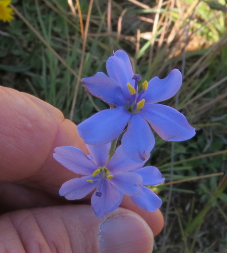 Aristea abyssinica, photograph 5