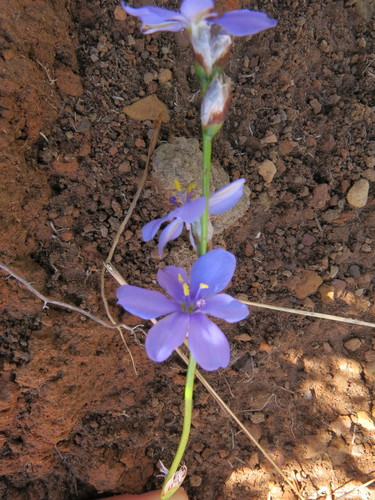 Aristea abyssinica, photograph 6