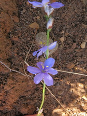 Aristea abyssinica