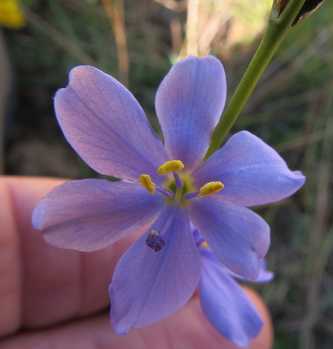 Aristea abyssinica, photograph 4