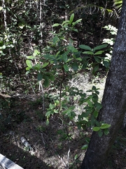 Psychotria loniceroides