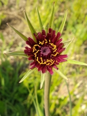 Tragopogon porrifolius