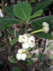 Psychotria loniceroides