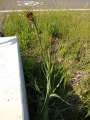 Tragopogon porrifolius