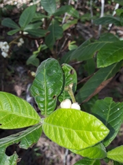 Psychotria loniceroides