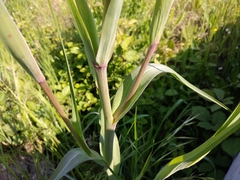 Tragopogon porrifolius