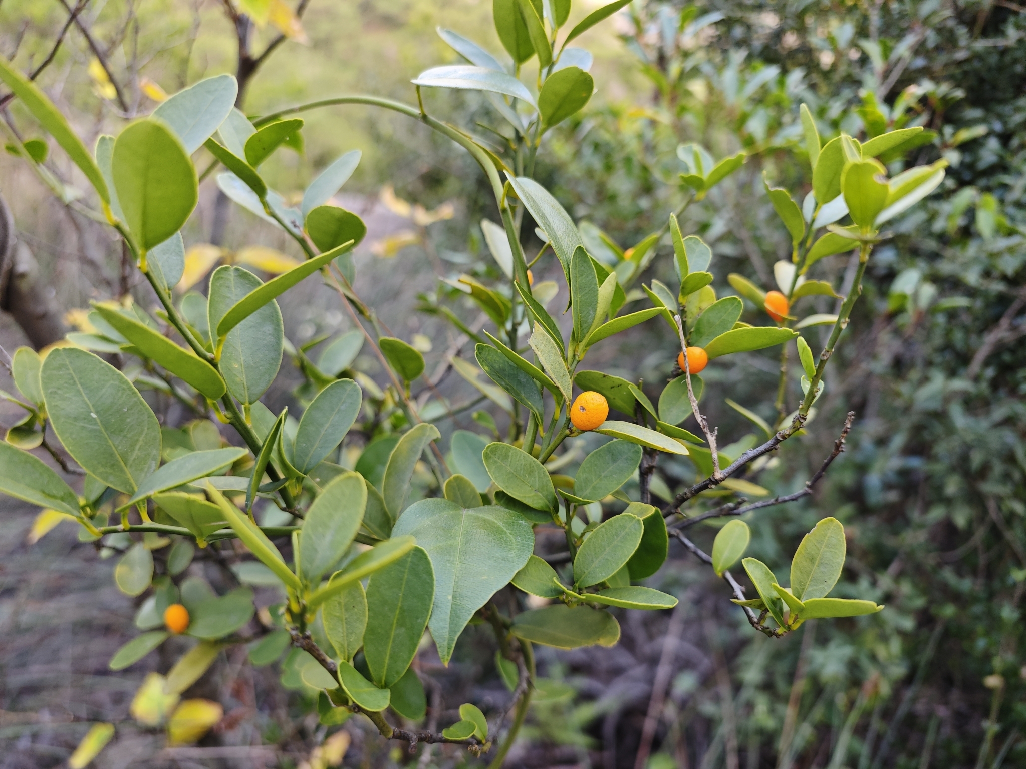 Imagem de Laranja Kinkan