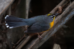 Fan-Tailed Warbler photo 3