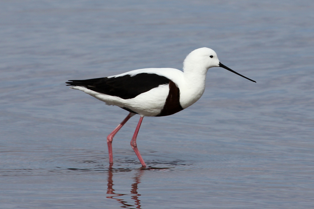 Banded Stilt