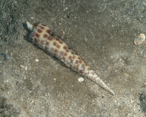 Terebra achates observed 2024-02-10