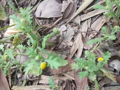 Grangea maderaspatana