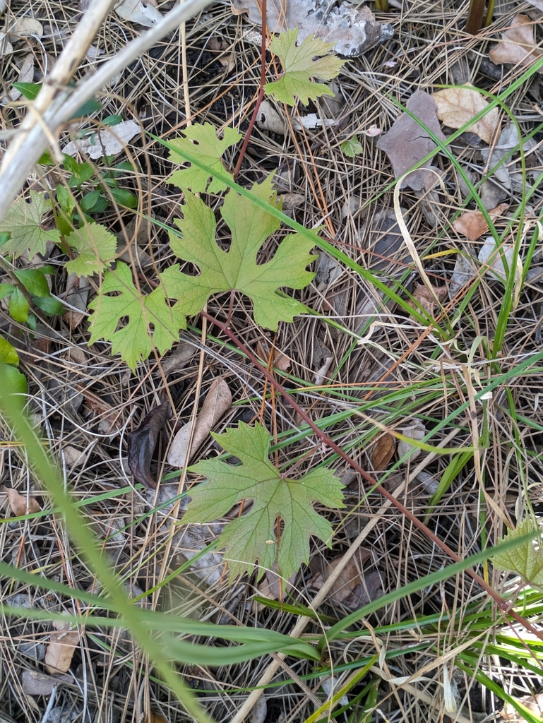Foto de Uva