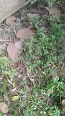 Grangea maderaspatana