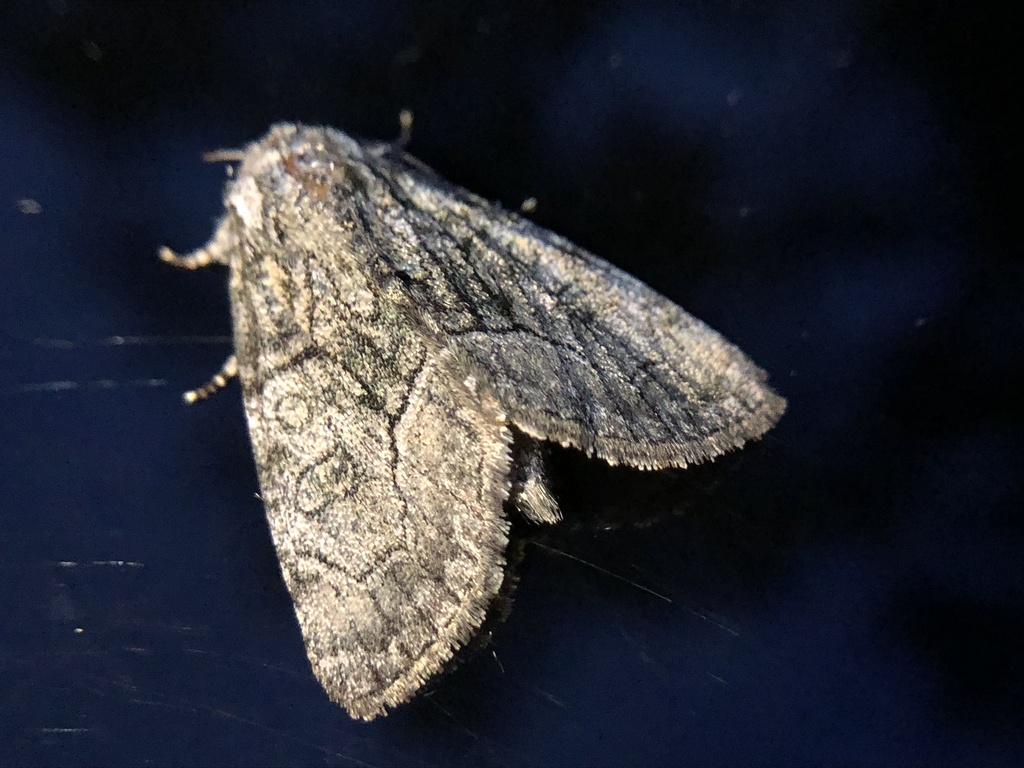 Broth Moth Brother Moth from Bellbrook, OH, US on June 7, 2021 at 05:53 AM by ...