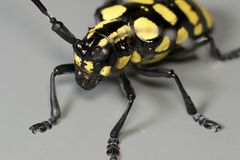 Anoplophora horsfieldii