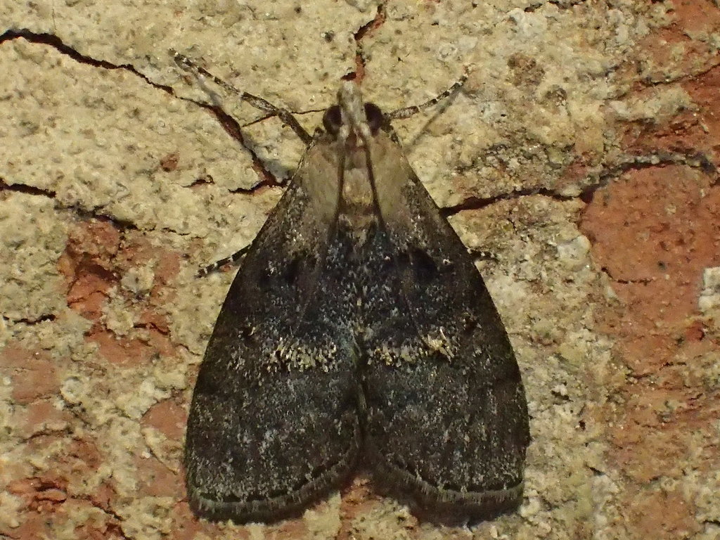 Striped Oak Webworm Moth