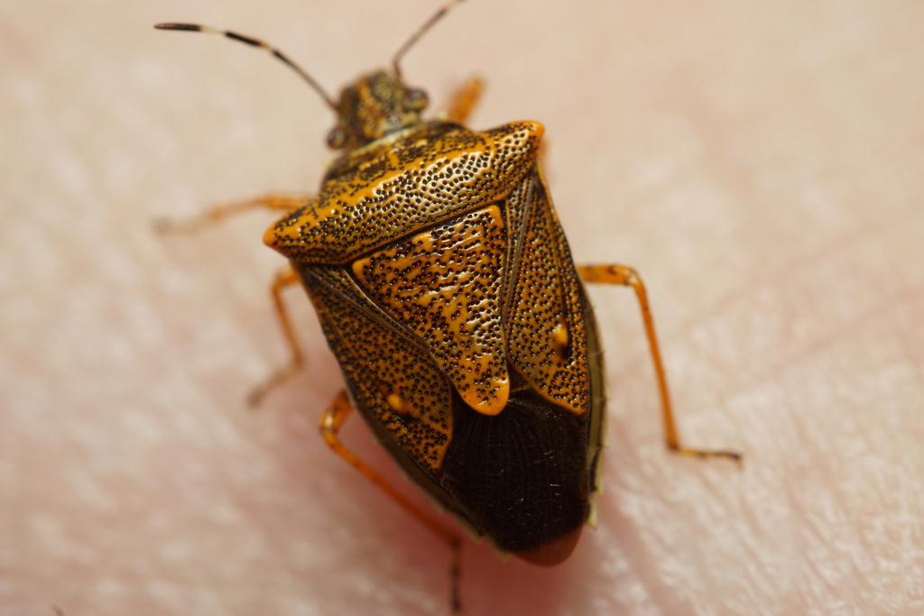Mormidea rugosa