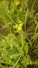 Grangea maderaspatana