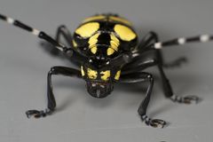 Anoplophora horsfieldii