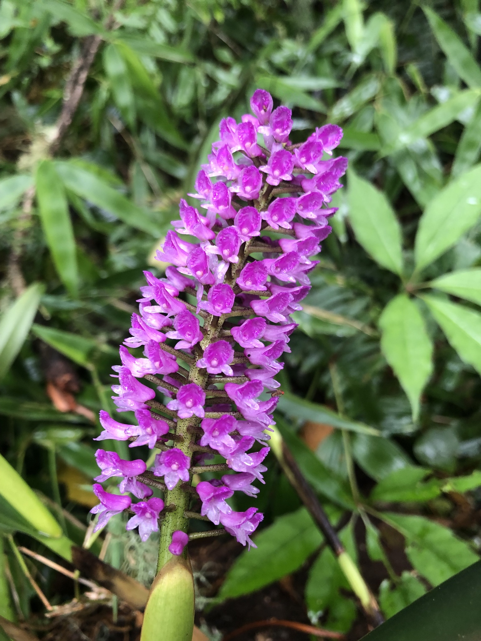 Imagem de Orquídea gigante