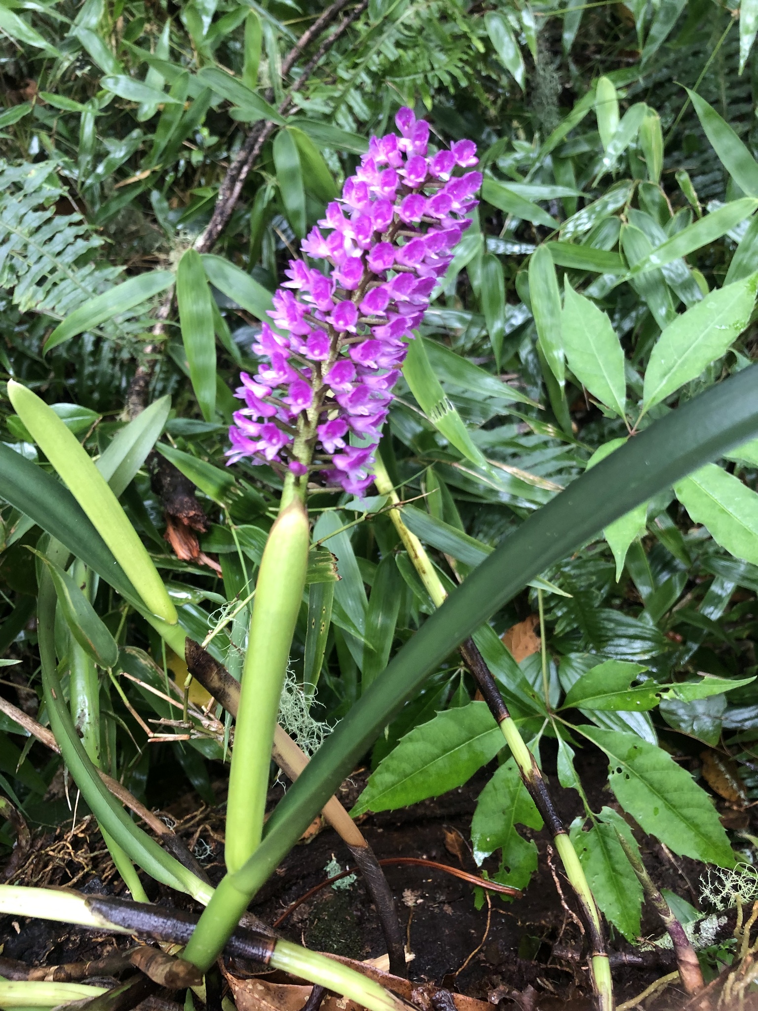 Imagem de Orquídea gigante